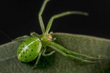 “宝石般美丽”：澳洲昆士兰省库鲁拉海岸发现37种新蜘蛛品种