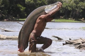 亚马逊河1亿年前活化石“巨骨舌鱼”听到声音就浮出 打昏即可直接带走