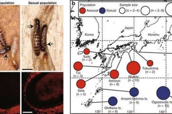 日本发现一种树白蚁可以在没有雄性的情况下建立起可以繁衍的蚁窝