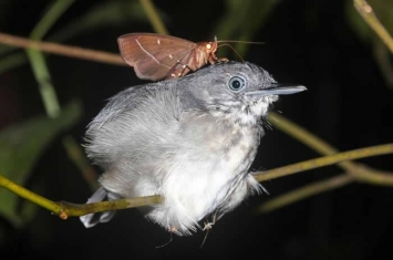 巴西亚马逊雨林发现热带夜蛾停在睡着的黑颏蚁鸟脖子上吸眼泪