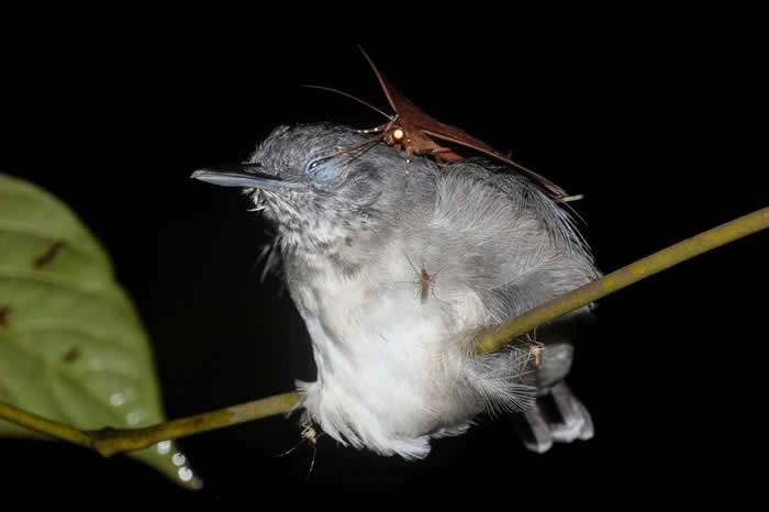 巴西亚马逊雨林发现热带夜蛾停在睡着的黑颏蚁鸟脖子上吸眼泪