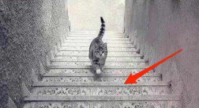 9GAG社区网站的神图考眼力：这只猫咪上楼还是下楼？
