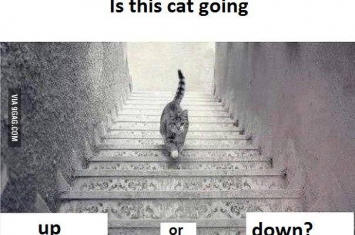 这只猫咪到底是在上楼梯还是下楼梯？