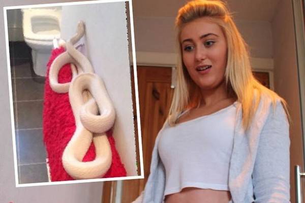 英国少女惊见家中浴室里藏着一条长约1.8公尺的白蛇