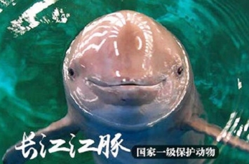 长江江豚的生活习性