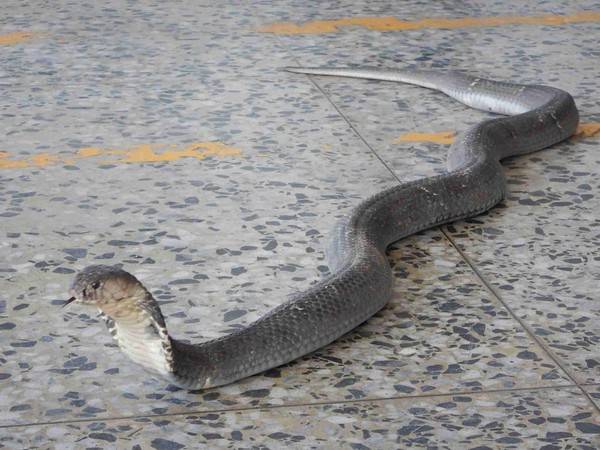 台湾屏东1.5米眼镜蛇偷吃蛋 狂吐蛇信攻击消防员