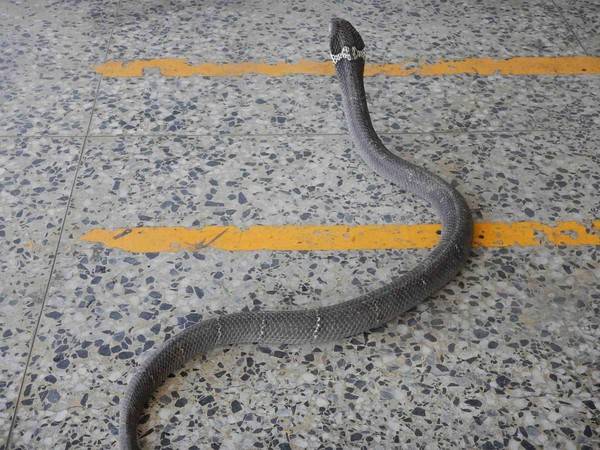 台湾屏东1.5米眼镜蛇偷吃蛋 狂吐蛇信攻击消防员