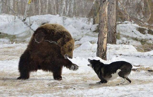 俄罗斯Bayanay狩猎俱乐部举行狩猎技能大赛 棕熊被铁链锁在树上充当诱饵遭受猎犬围攻