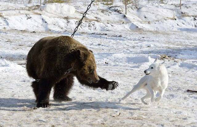 俄罗斯Bayanay狩猎俱乐部举行狩猎技能大赛 棕熊被铁链锁在树上充当诱饵遭受猎犬围攻