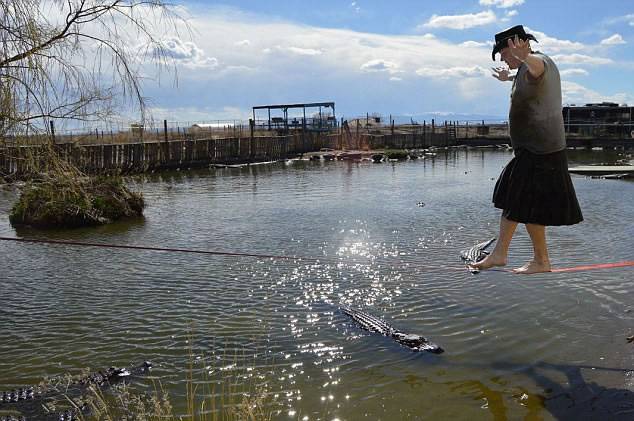 美国男子Jason McDonald在鳄鱼养殖场表演惊险“走软绳”