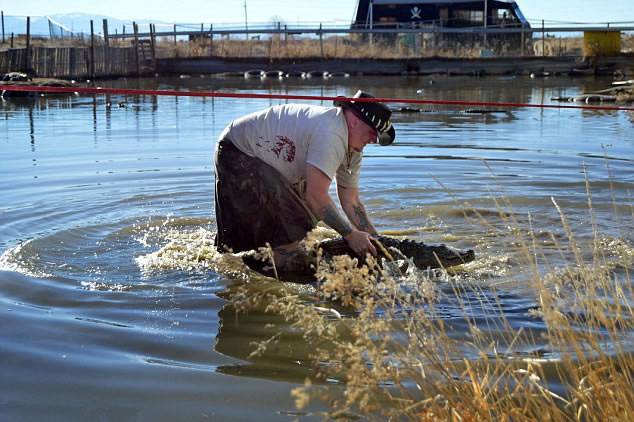 美国男子Jason McDonald在鳄鱼养殖场表演惊险“走软绳”