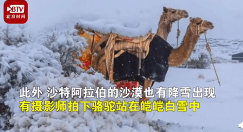 骆驼在撒哈拉沙漠雪中漫步