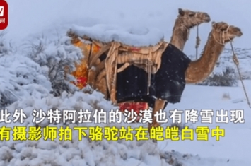 骆驼在撒哈拉沙漠雪中漫步