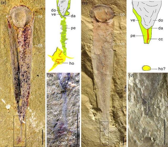 “云南肉茎螺”研究表明古生代海洋中软舌螺动物与腕足动物具有亲缘关系