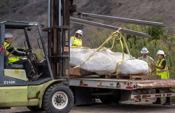 美国加利福尼亚州垃圾填埋场发现数百万年前的鲸类化石