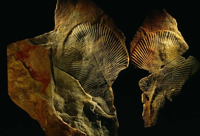 “狄更逊水母”是地球上最古老的动物之一