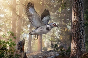 中国古生物学家发现恐龙时代的“混乱”的新种鸟类——迷惑巾帼鸟