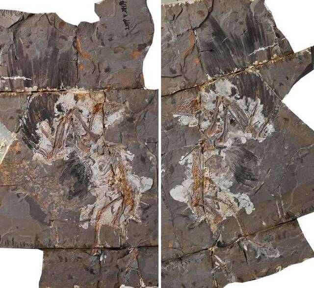 中国古生物学家发现恐龙时代的“混乱”的新种鸟类——迷惑巾帼鸟