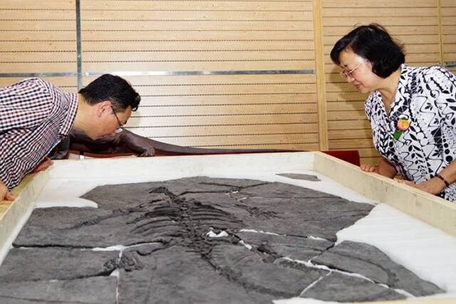 中国始喙龟化石被三亚海洋古生物博物馆作为“镇馆之宝”收藏