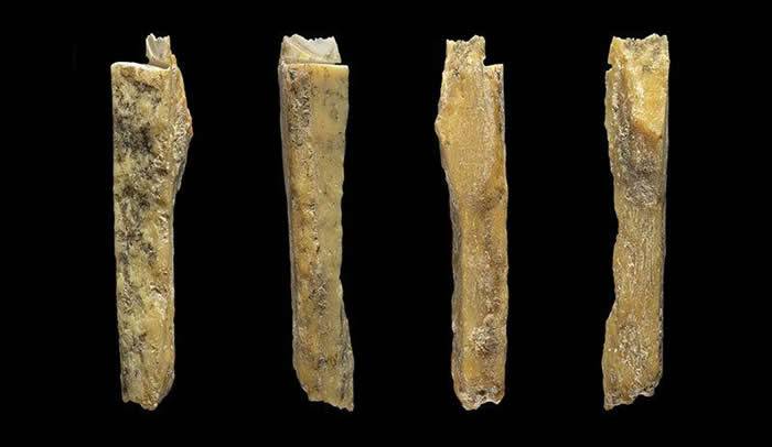 俄罗斯西伯利亚的丹尼索瓦洞穴发现另外4个原始人类的骨骼化石