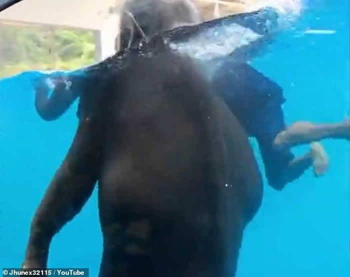 泰国动物园逼大象水中表演 保护动物人士斥训练过程残酷
