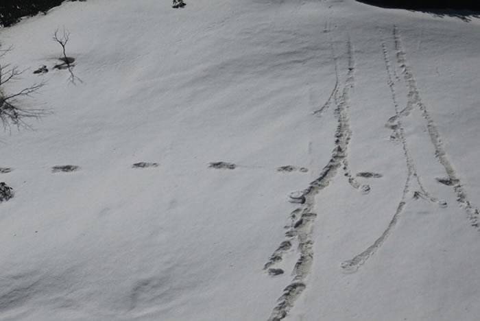 印度军队称在喜马拉雅山脉马卡鲁峰发现“大脚怪”雪人大脚印