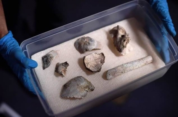 12000历史的古人类化石“露西亚”在巴西国家博物馆大火中幸存