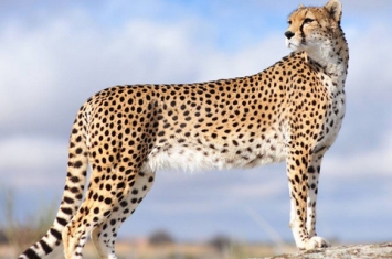 金钱豹是几级保护动物