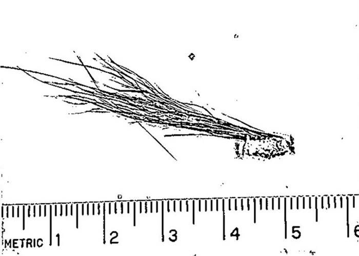 美国联邦调查局（FBI）公开文件证实1976年曾调查怀疑属大脚怪的毛发样本