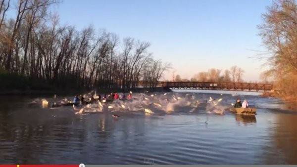 美国华盛顿大学赛艇队湖上练习遭到大批鲤鱼“攻击”