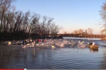美国华盛顿大学赛艇队湖上练习遭到大批鲤鱼“攻击”