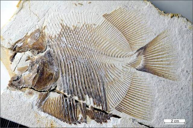 德国采石场发现已知最早的肉食鱼类化石 已有1.5亿年历史