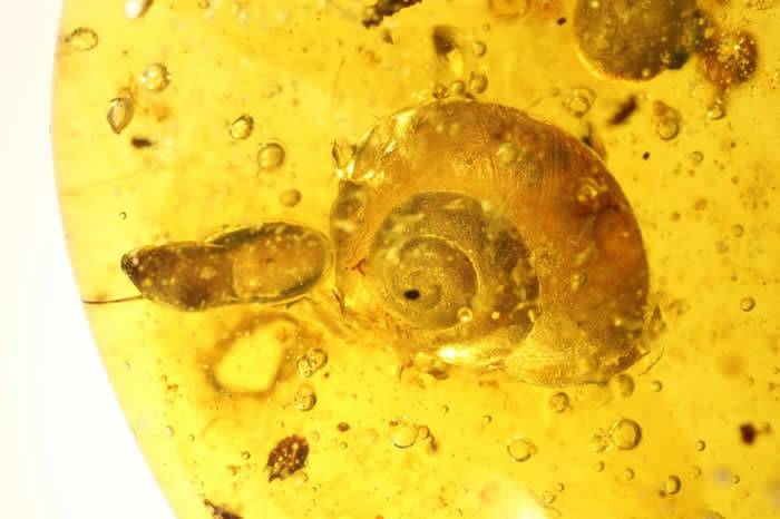 缅甸琥珀中发现恐龙时代小蜗牛