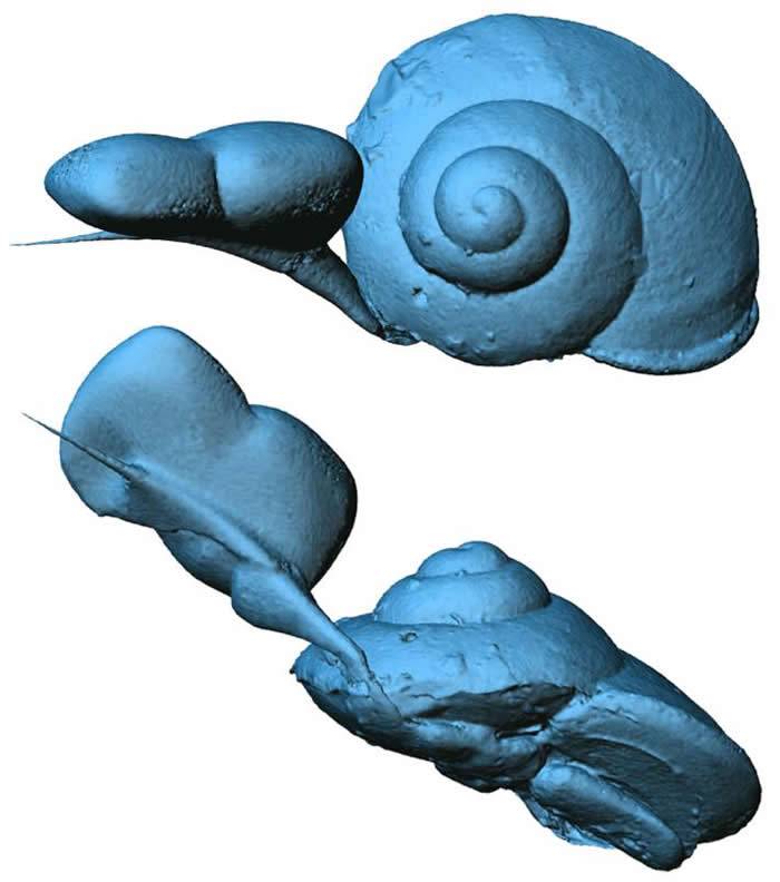 缅甸琥珀中发现恐龙时代小蜗牛