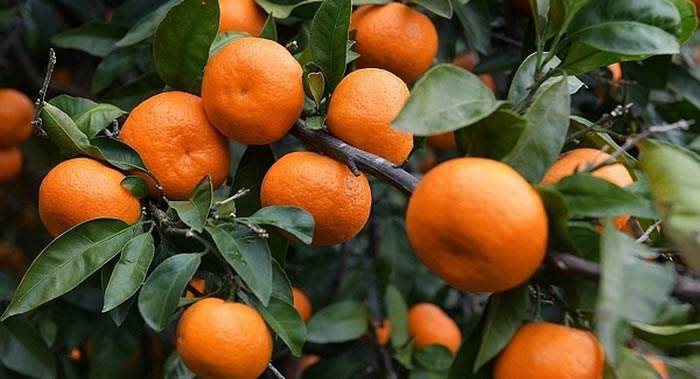 欧洲出现最早一批柑橘要感谢犹太移民和犹太人的宗教传统