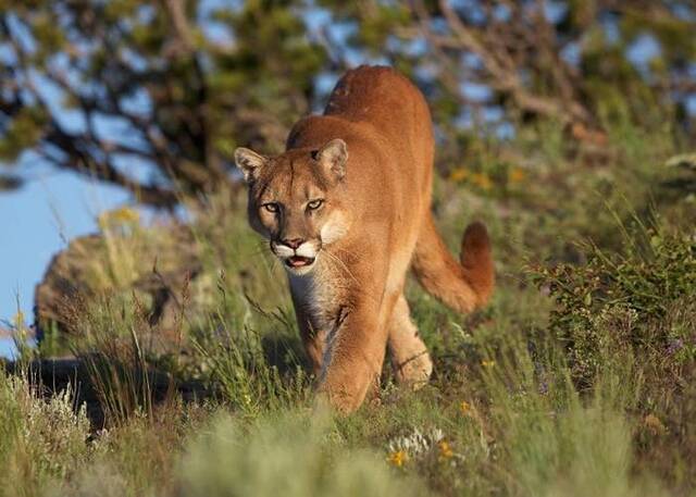 美国密歇根州意外拍到濒危美洲狮踪影