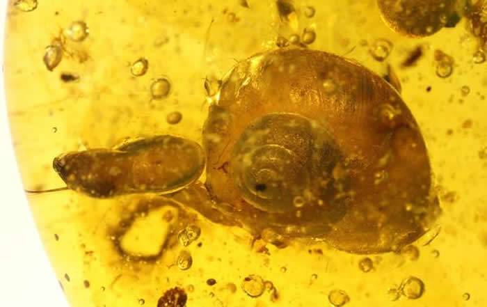 缅甸琥珀中发现白垩纪蜗牛