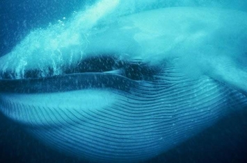 蓝鲸没有牙齿的祖先进化出帮助其捕食浮游动物的鲸须