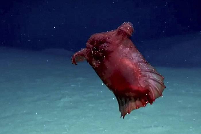 澳洲研究人员在南极洲海中拍到奇特“无头鸡海怪”——浮游海参