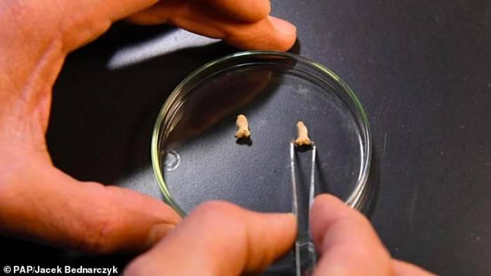 波兰洞穴中发现11.5万年前遭猛禽袭击吃掉的尼安德特人孩子的遗骸