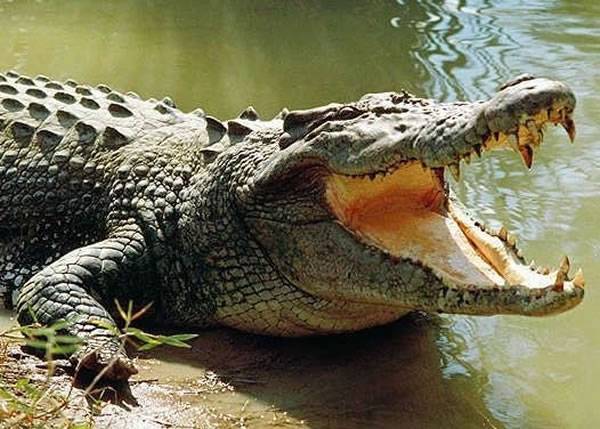 墨西哥男子淡水湖游泳遭鳄鱼拖落水底遇溺亡