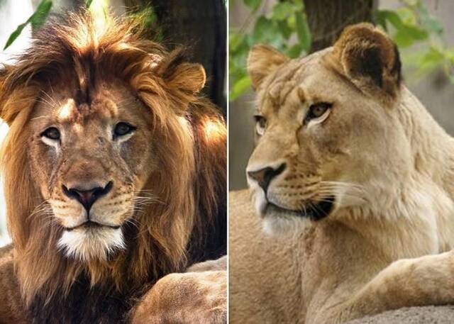 美国印第安纳波利斯动物园一只母狮突然将一只雄狮咬死