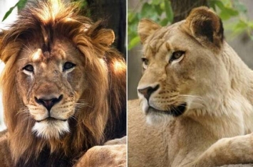 美国印第安纳波利斯动物园一只母狮突然将一只雄狮咬死