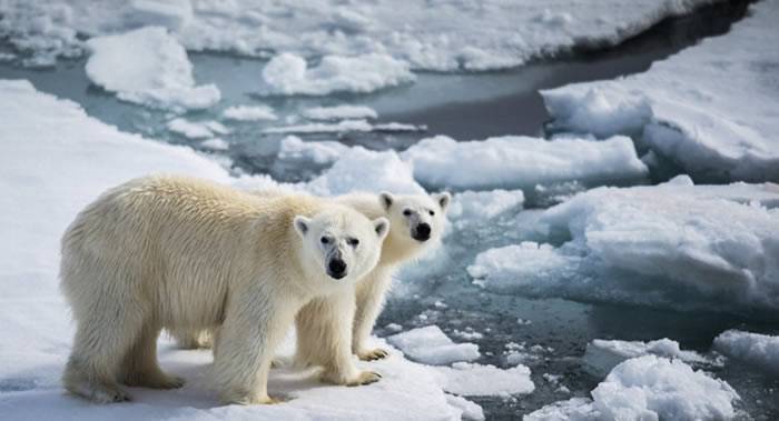 俄罗斯楚科奇自治区弗兰格尔岛的北极熊越来越胖越来越温顺