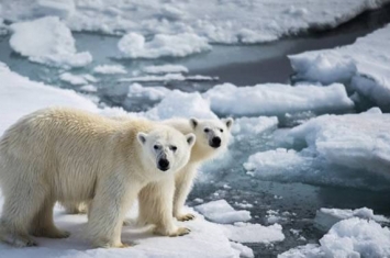 俄罗斯楚科奇自治区弗兰格尔岛的北极熊越来越胖越来越温顺