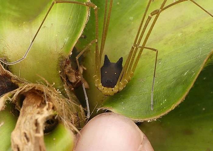 厄瓜多尔的热带森林发现“狼头昆虫”——盲蛛