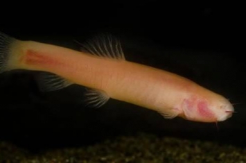 研究穴居盲鱼DNA能进一步了解远古哺乳动物