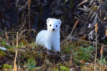 俄罗斯堪察加克罗诺基自然保护区拍到白鼬如何改变毛色