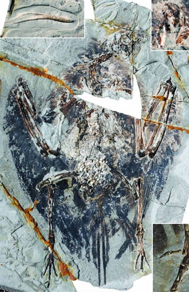 早白垩世热河生物群的始吻古喙鸟化石发现肺部结构