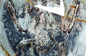 早白垩世热河生物群的始吻古喙鸟化石发现肺部结构